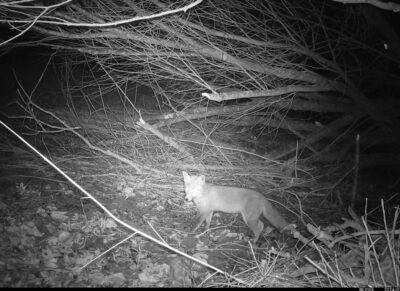 Wildtiere bei purux: Fuchs, Biber und co.